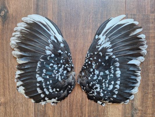 Chicken set of wings