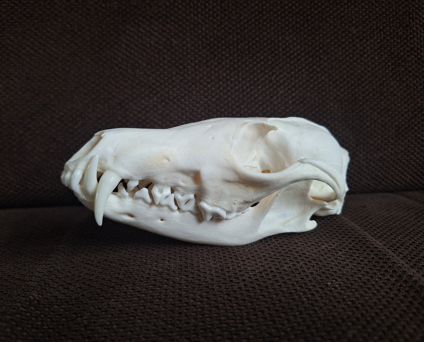 Fox skull #23
