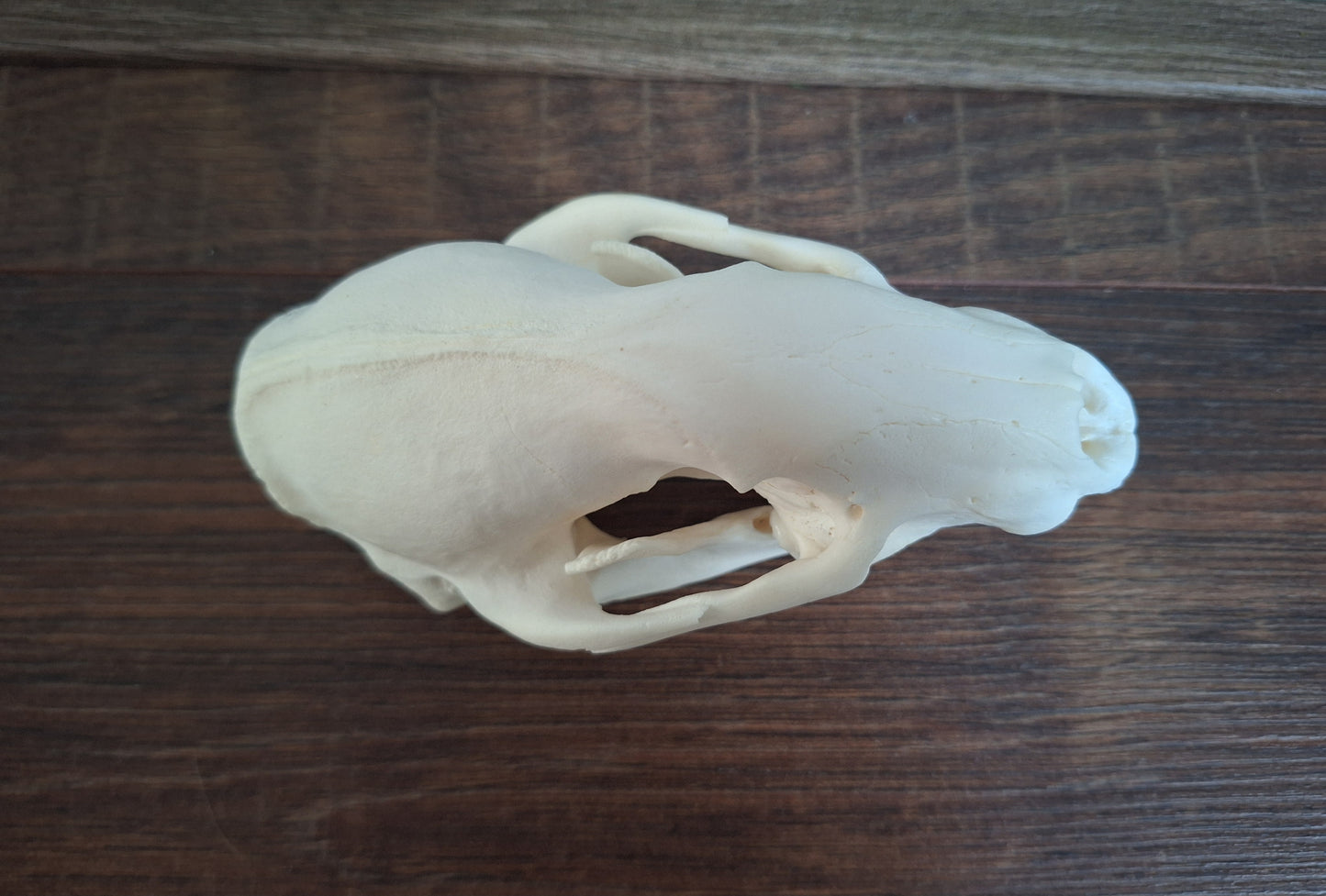 Badger skull #5, B-quality