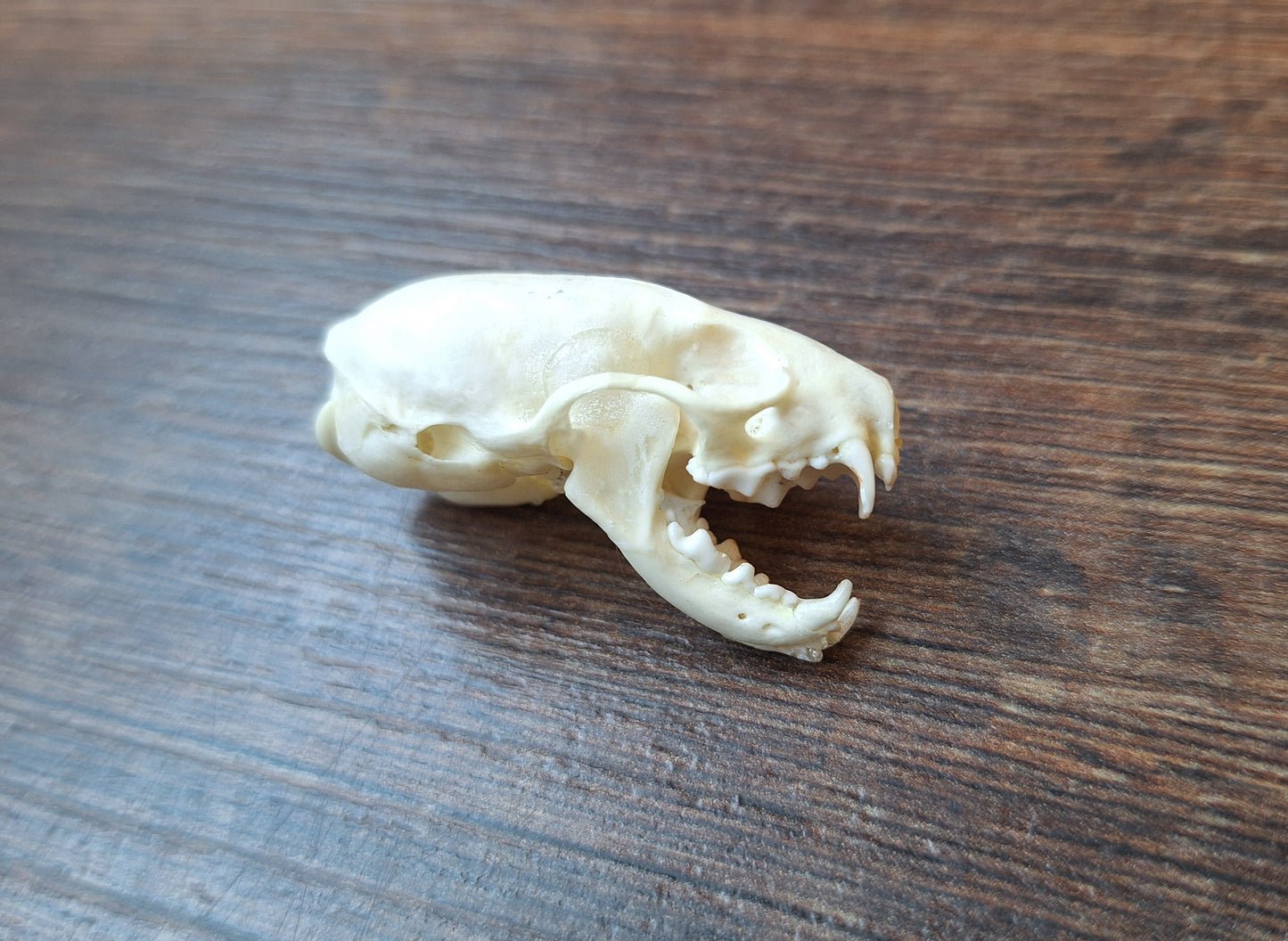 Stoat skull