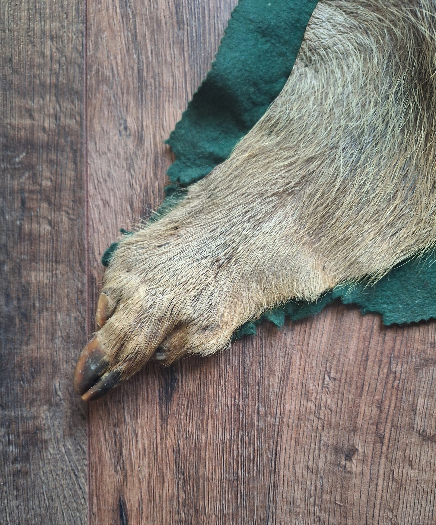 Vintage wild boar hide preparation