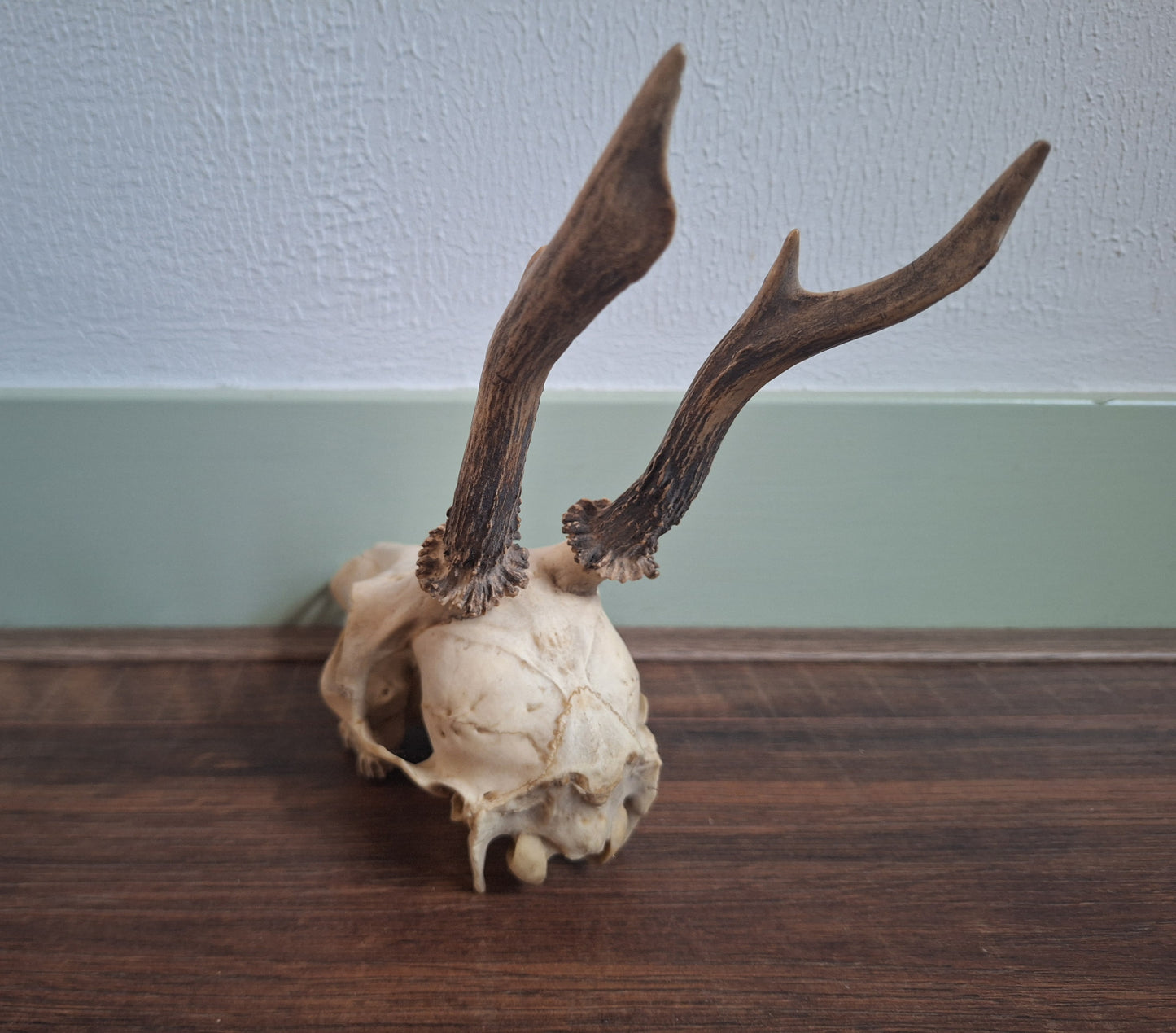 Roe buck upper skull #15