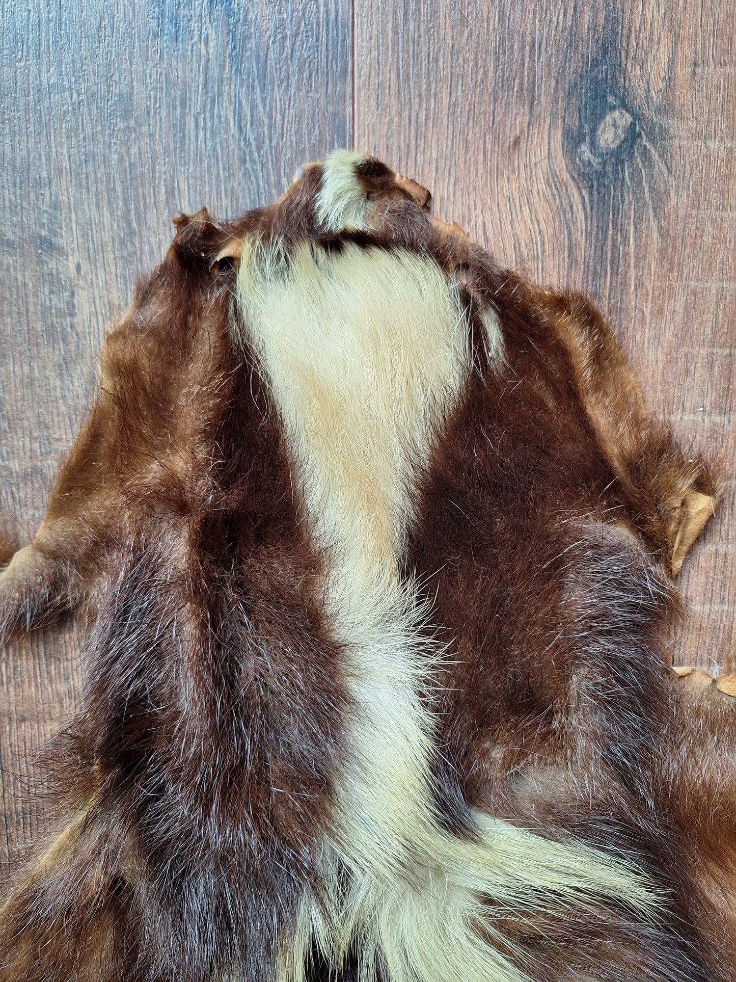 Skunk hide #5