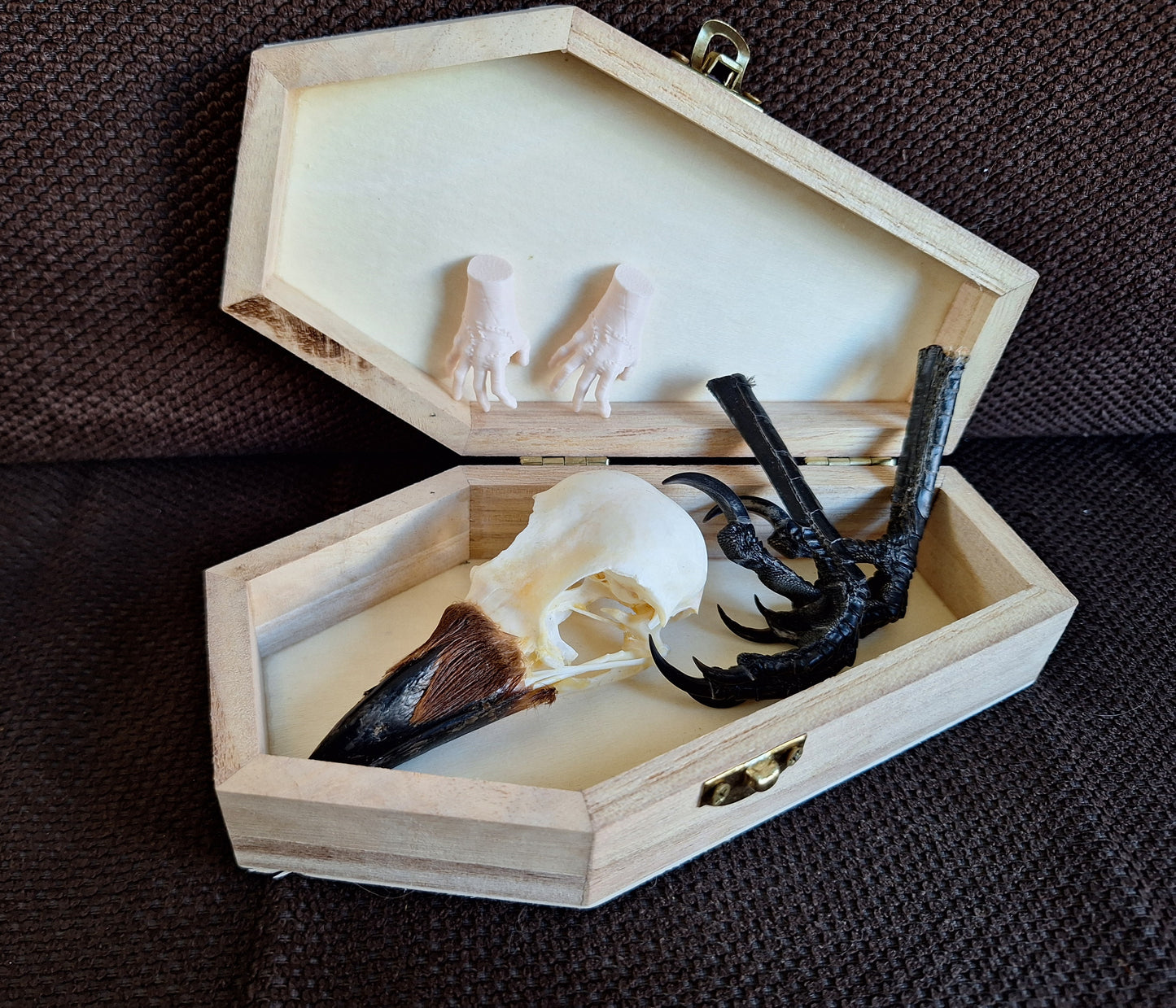 Crow skull and claws set in coffin