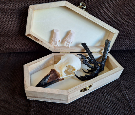 Crow skull and claws set in coffin