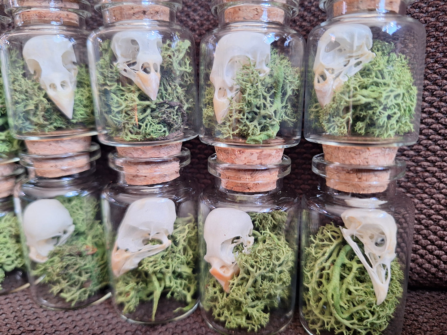 Parakeet skull bottle