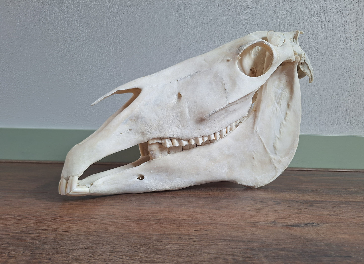 Horse skull