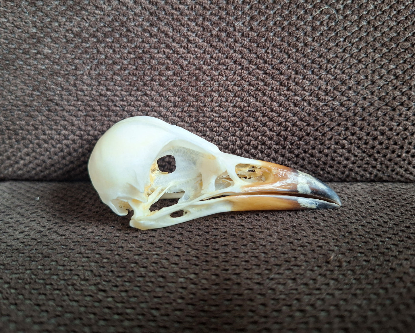 Jackdaw skull #6