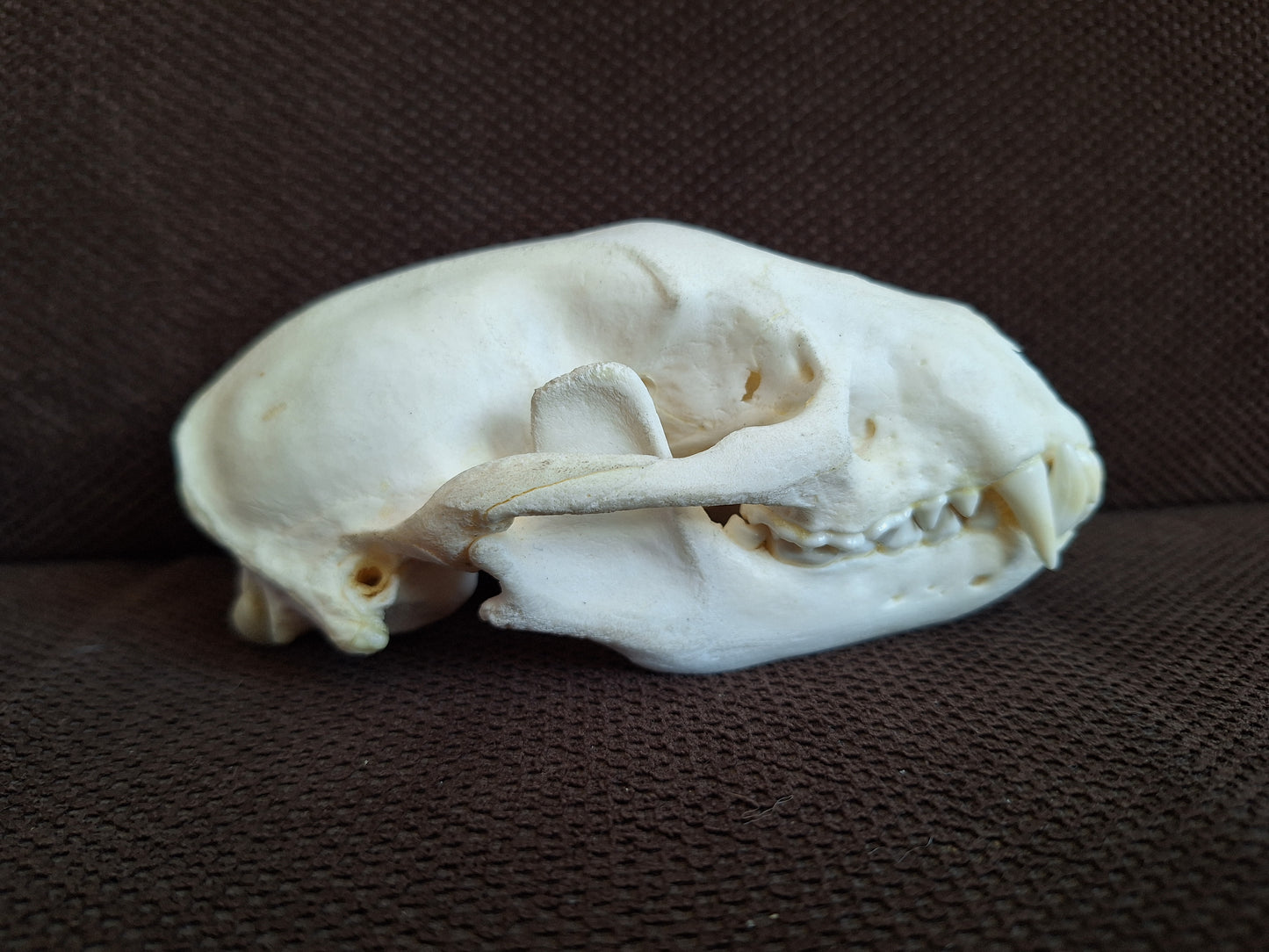Racoon skull #3, B-quality