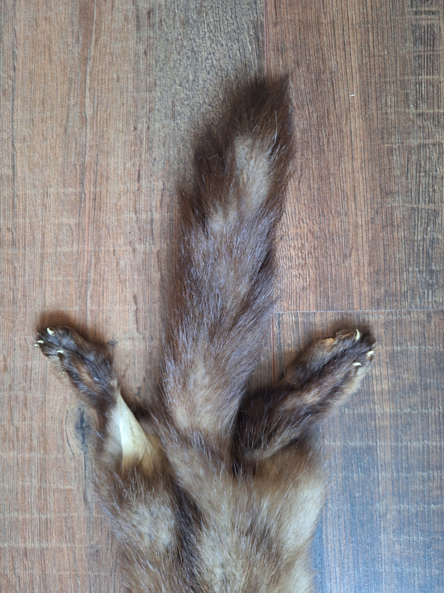 Stone marten hide #3