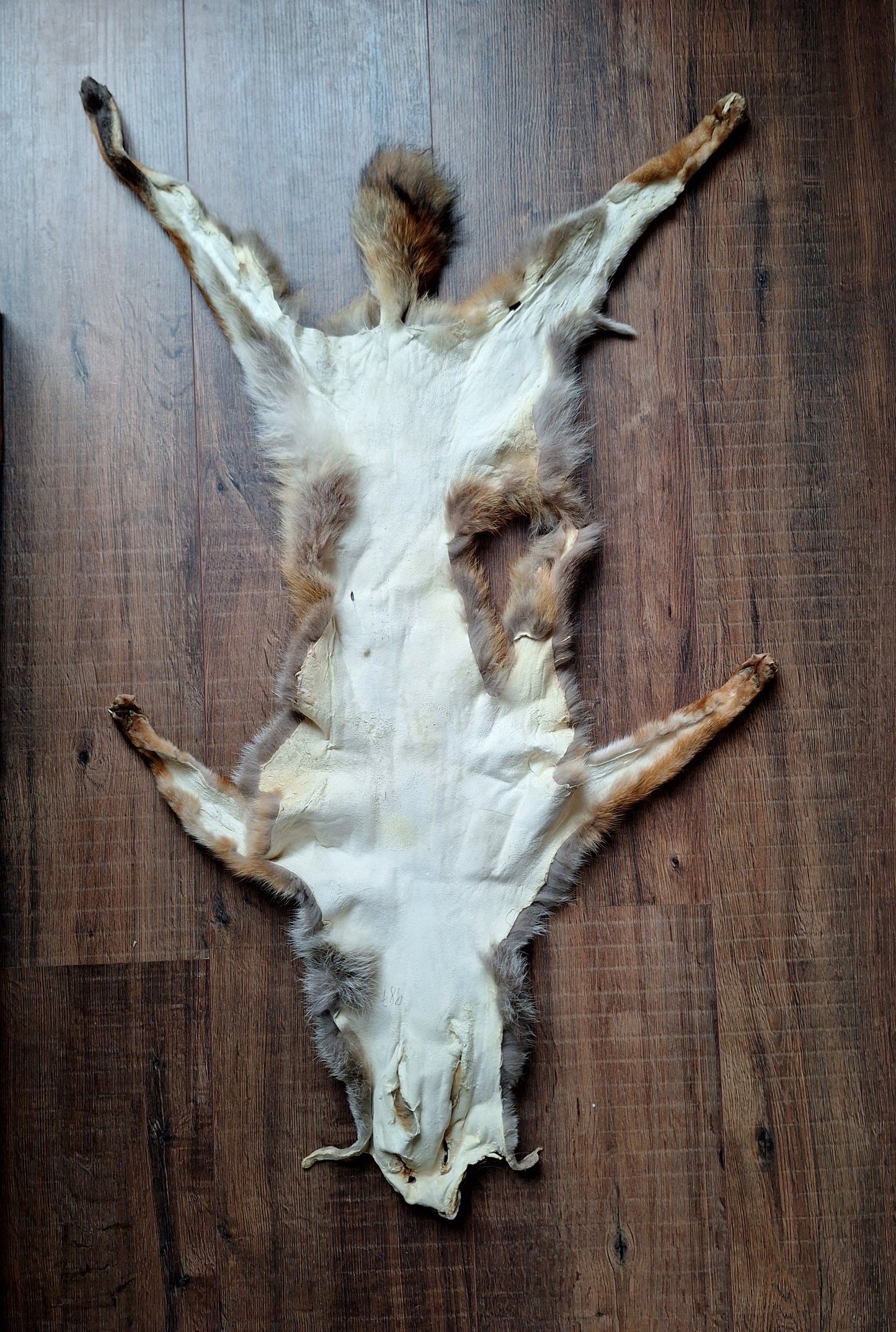 Red fox hide #29, B-quality
