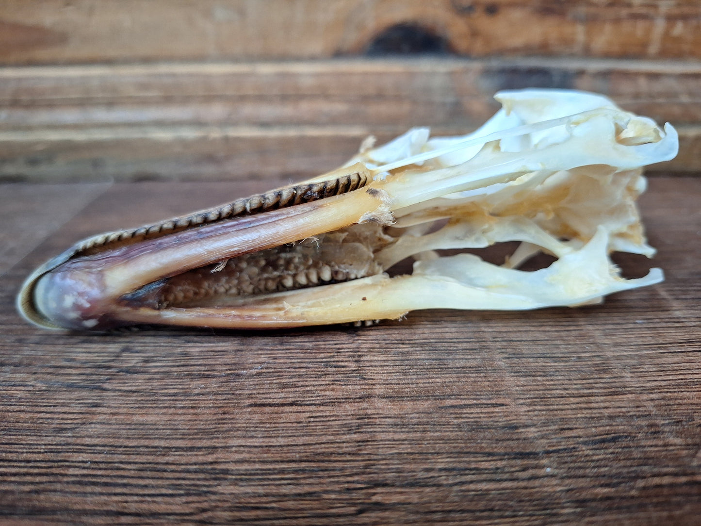 Grey goose skull