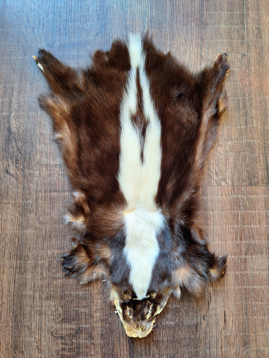 Skunk hide #7