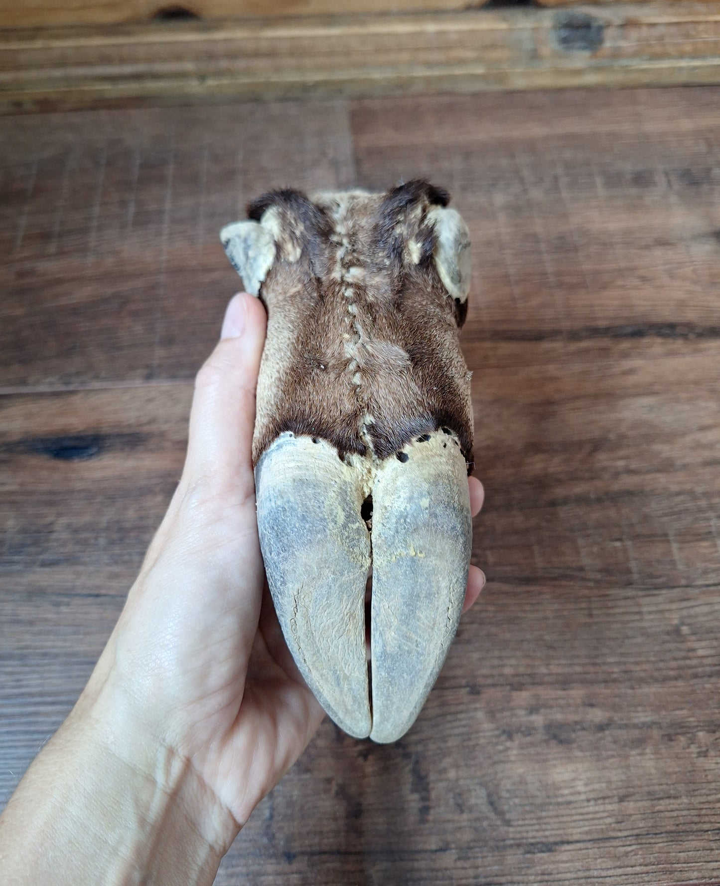 Vintage gemsbok foot
