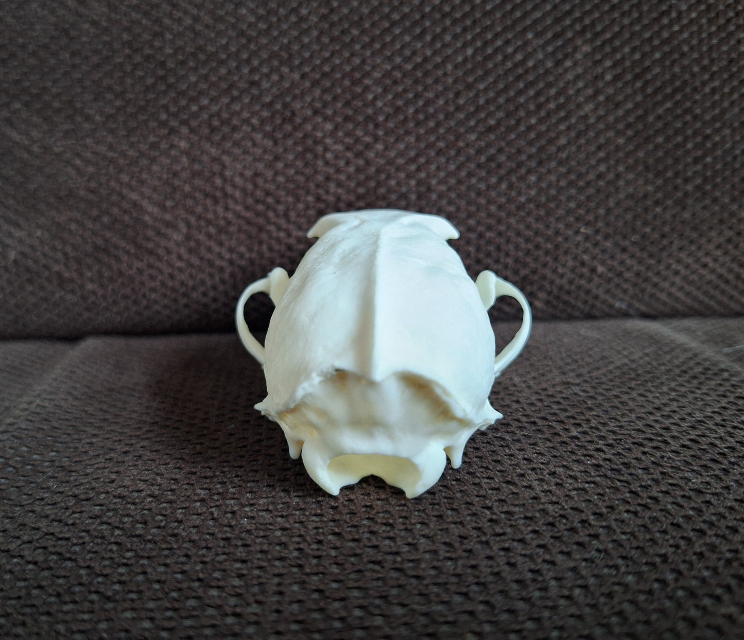 Stone marten skull #2