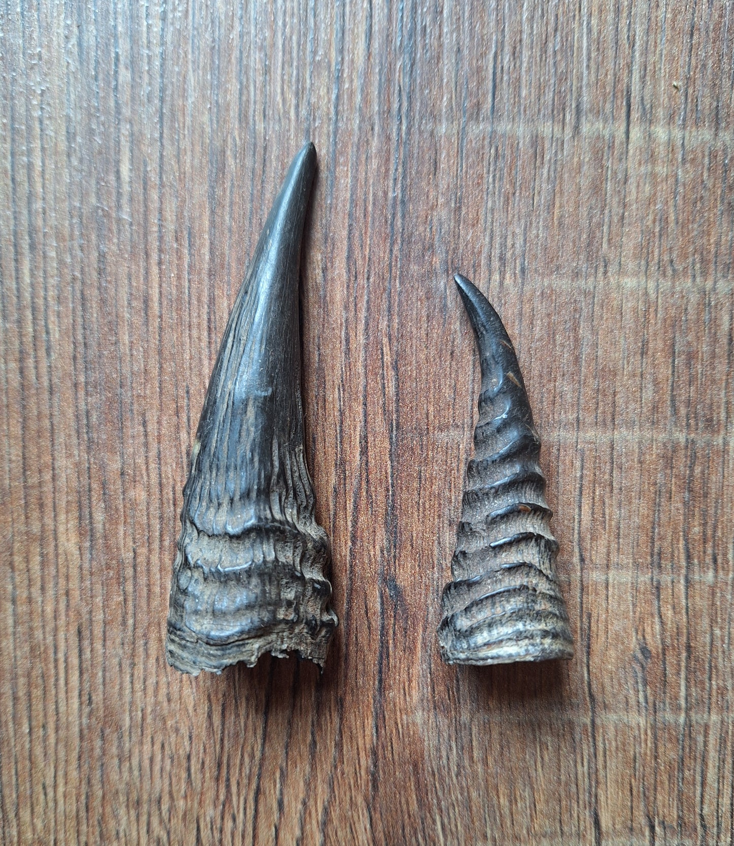 Oribi horns, single