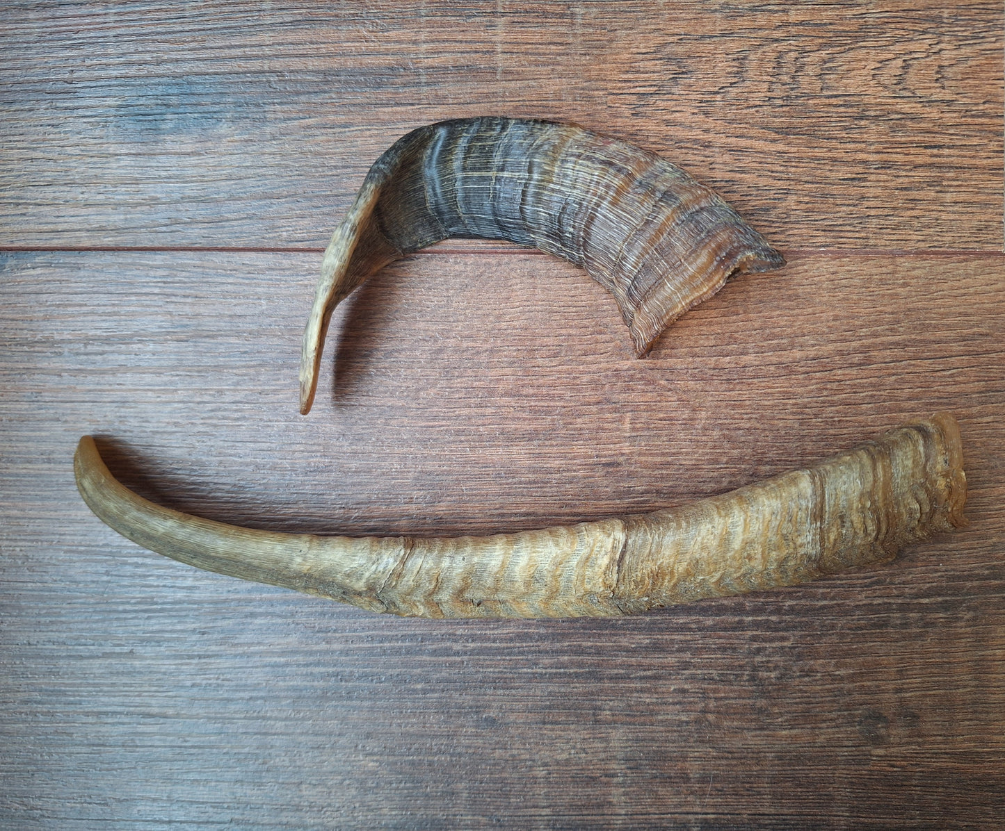 Sheep horns