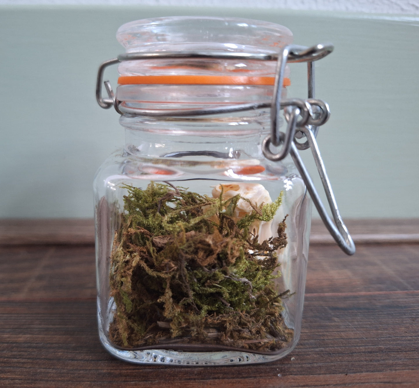 Rat skull in glass jar