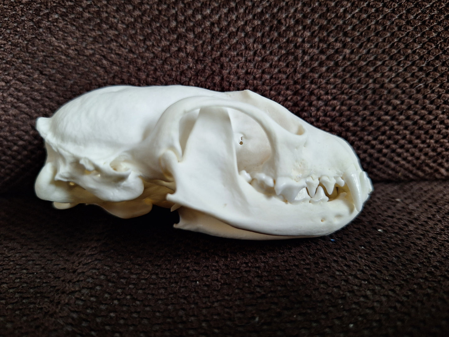 Stone marten skull #1
