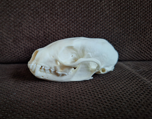 Stone marten skull #3