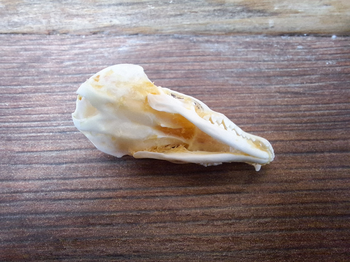 Mole skull and hide set