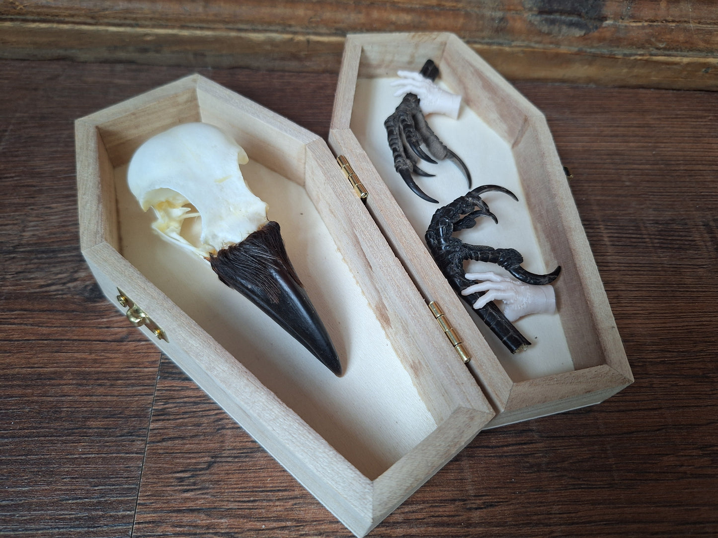 Crow skull and claws set in coffin