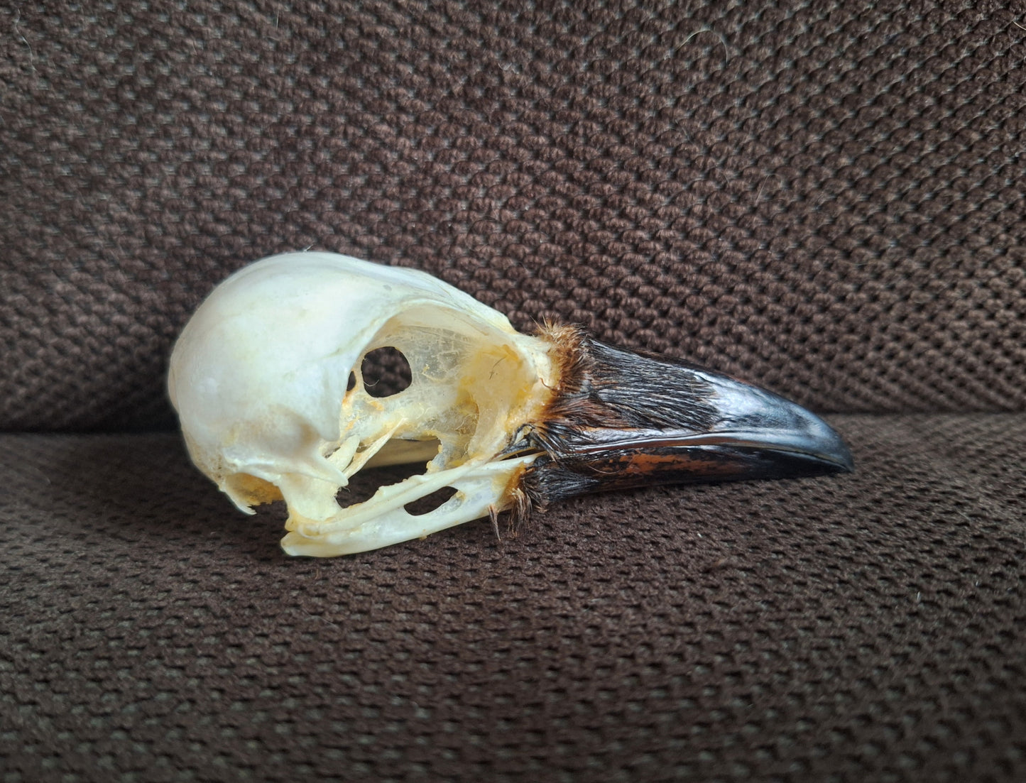 Crow skull #37