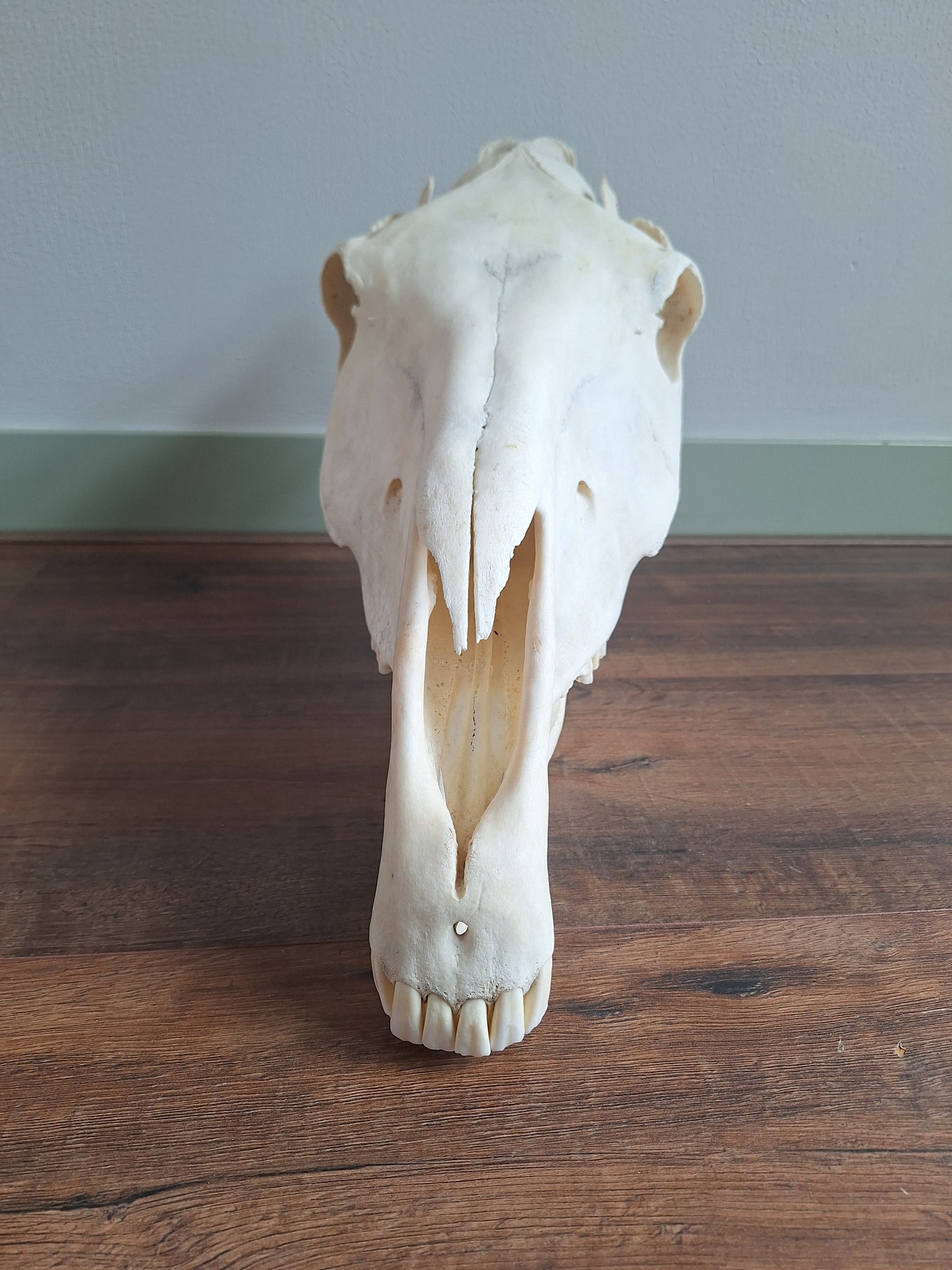 Horse skull
