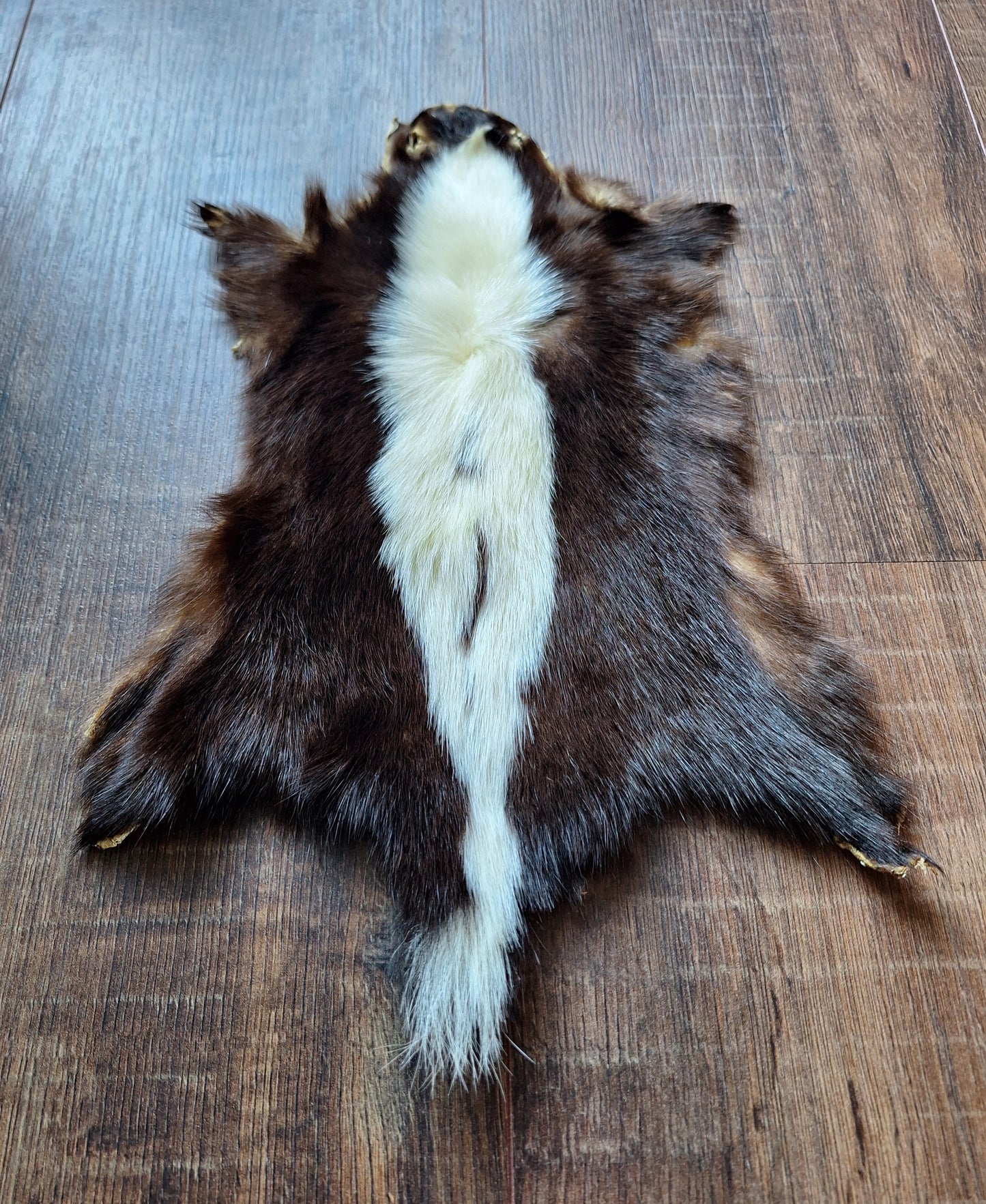 Skunk hide #6