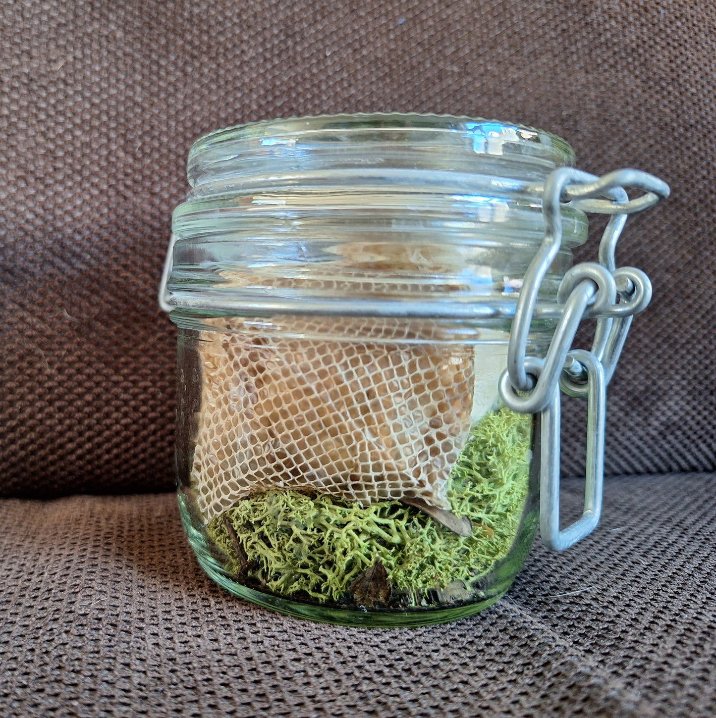 Snake set in glass jar