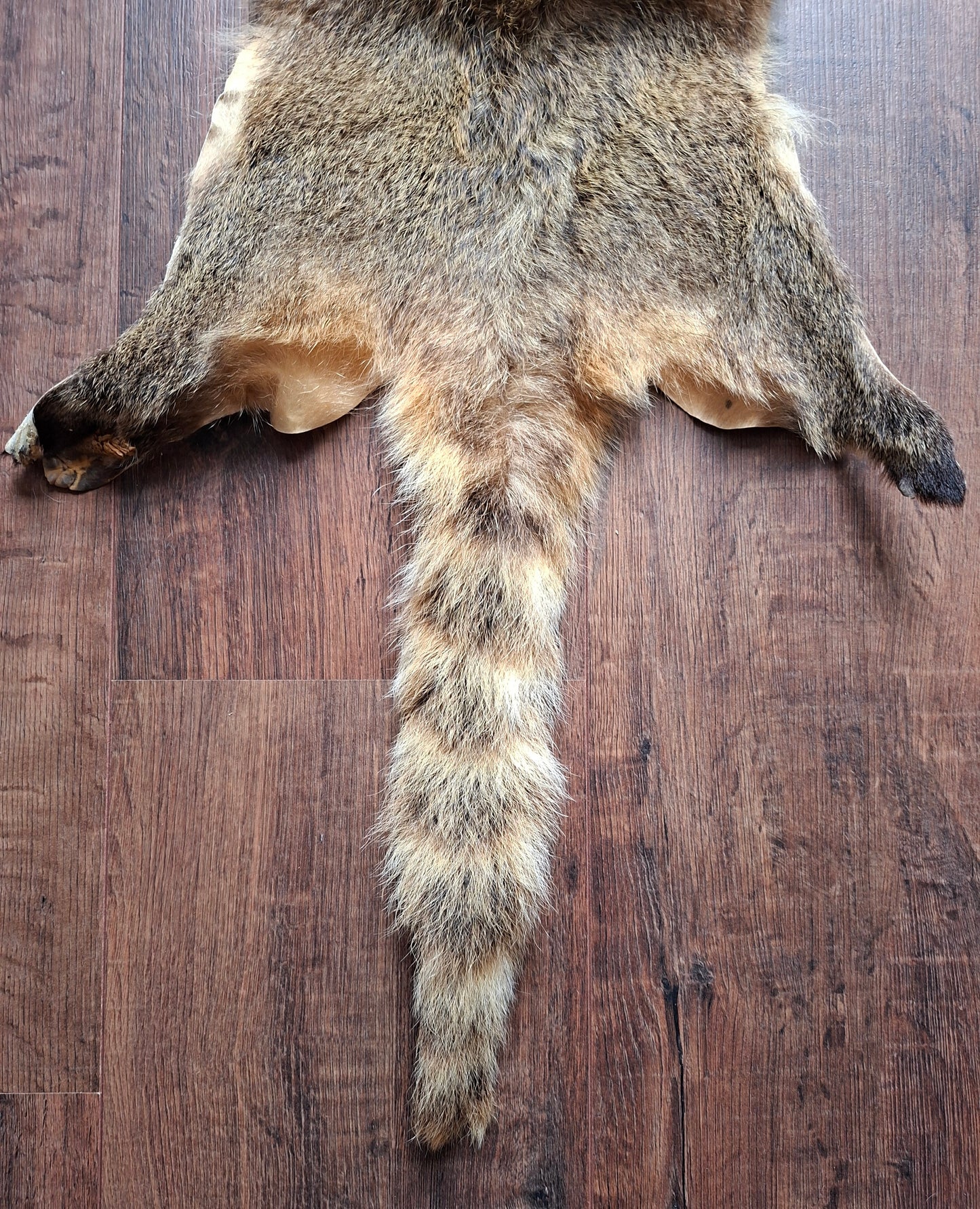 Coati hide