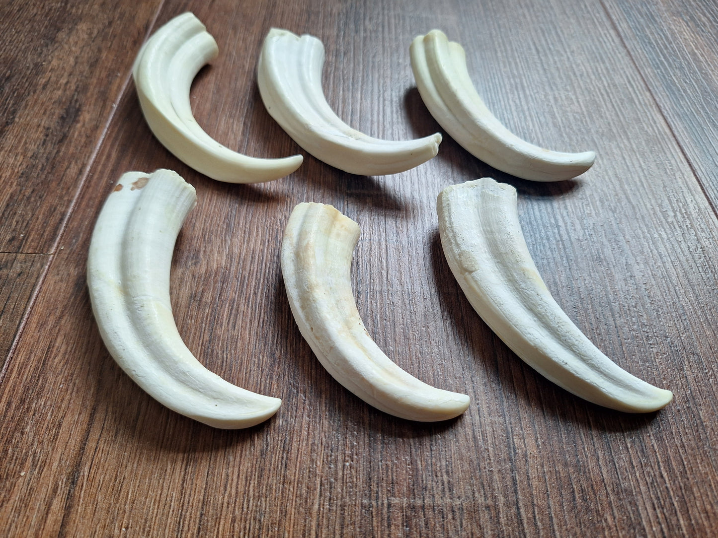 Wart hog tusks