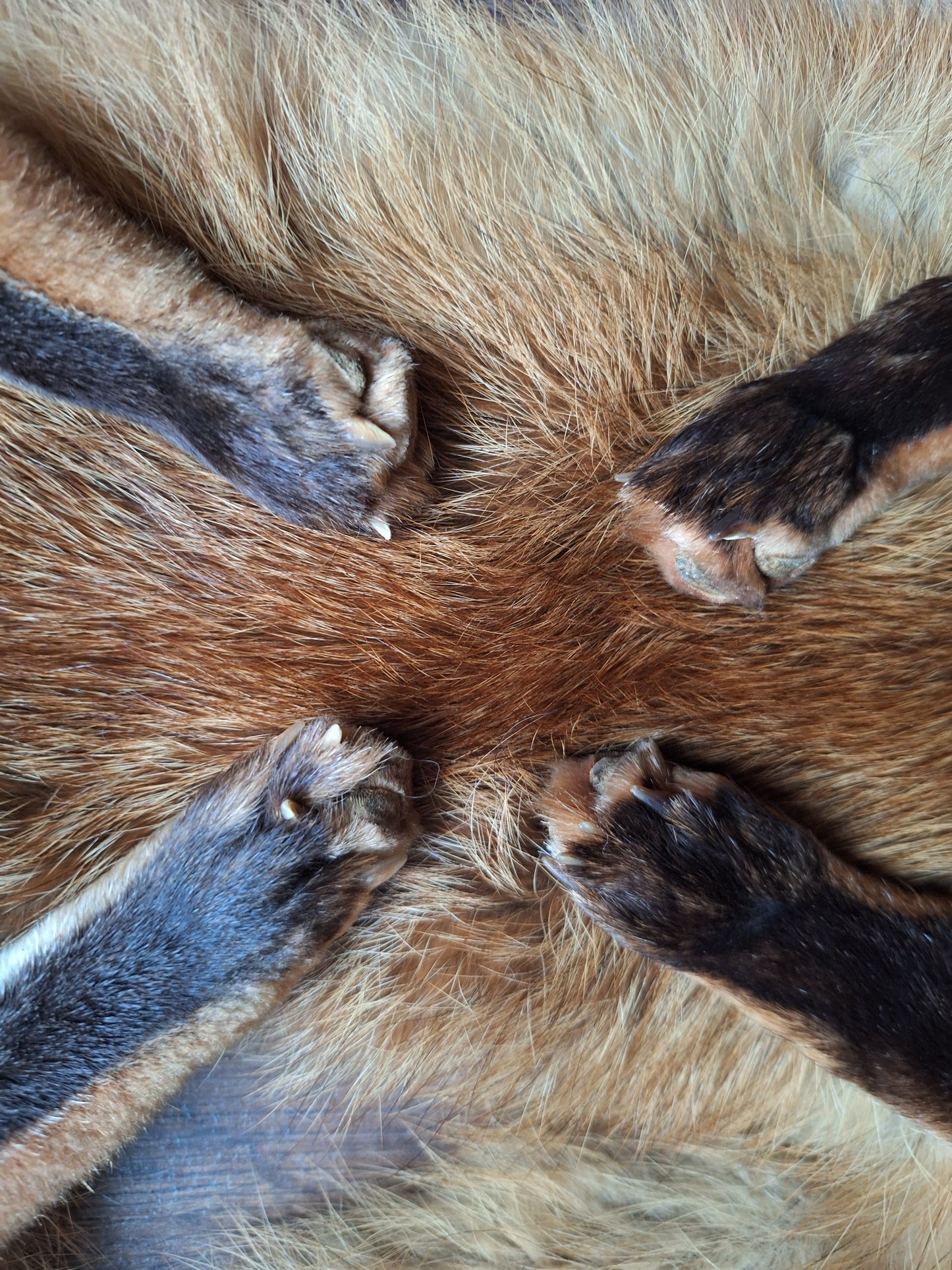 Red fox hide #29, B-quality