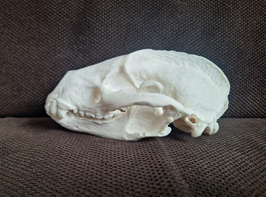 Badger skull #6