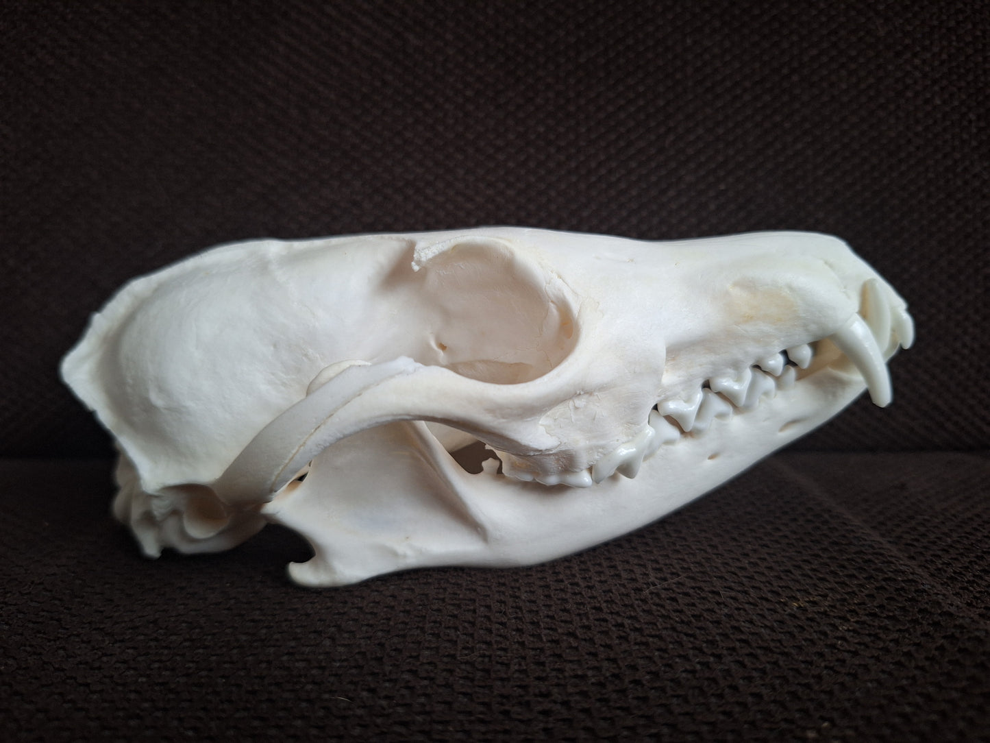 Fox skull #23