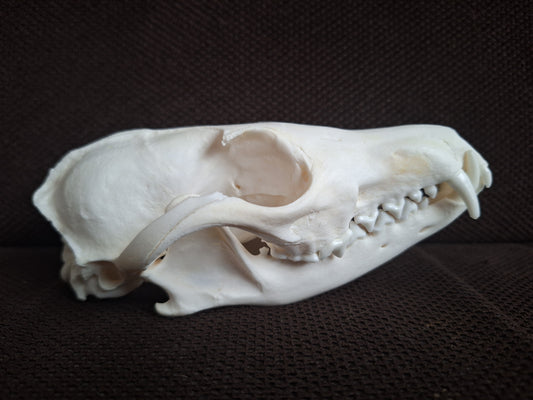 Fox skull #23