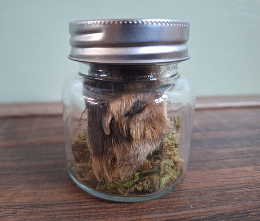 Fox paw, B-quality, in glass jar