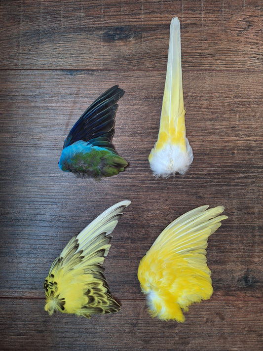 Parakeet single wings