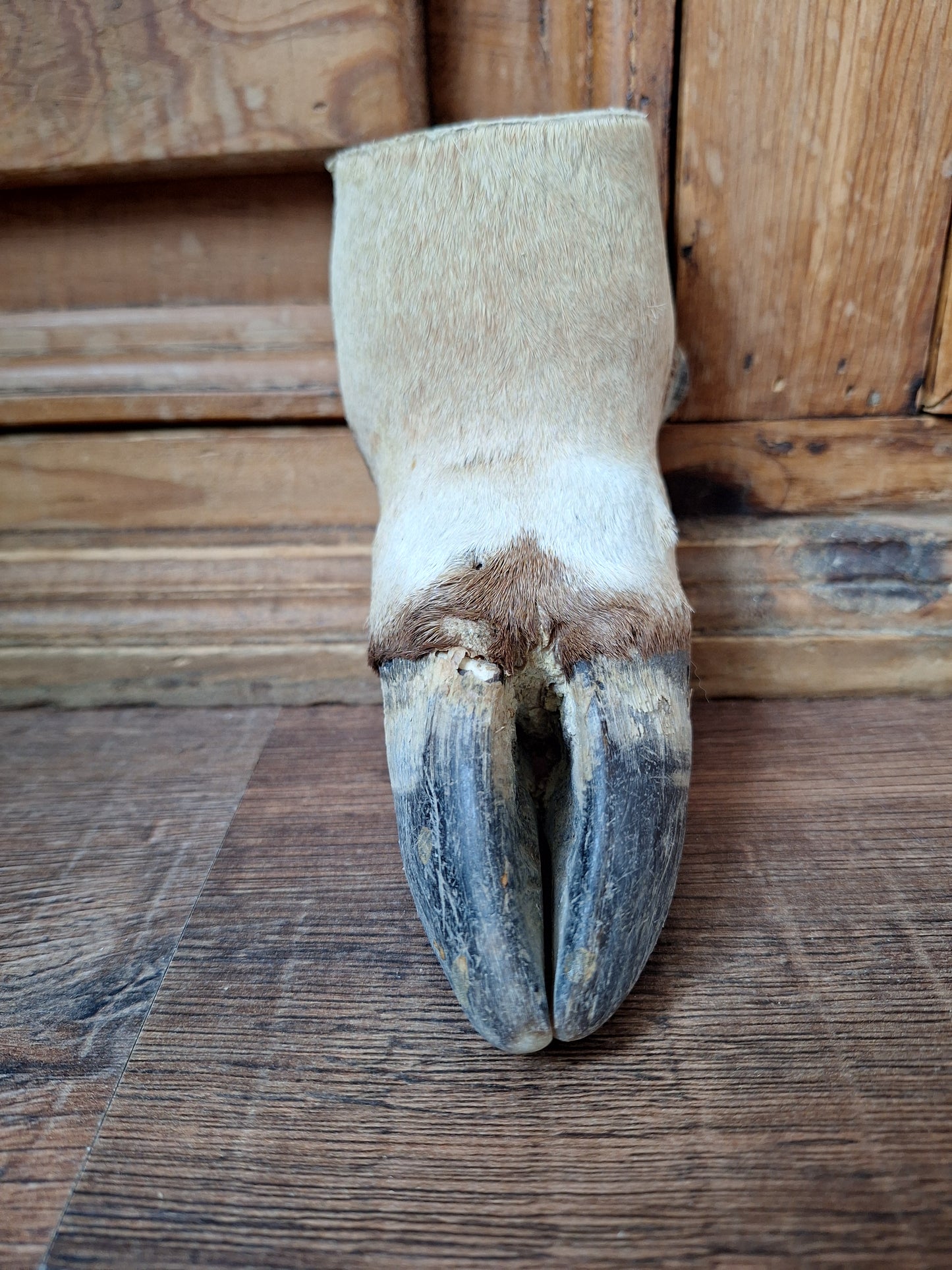 Vintage gemsbok foot