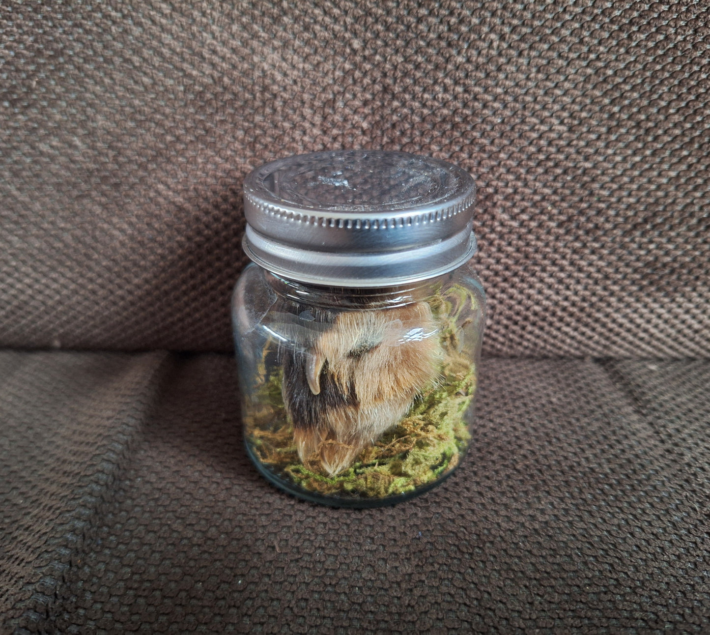 Fox paw, B-quality, in glass jar