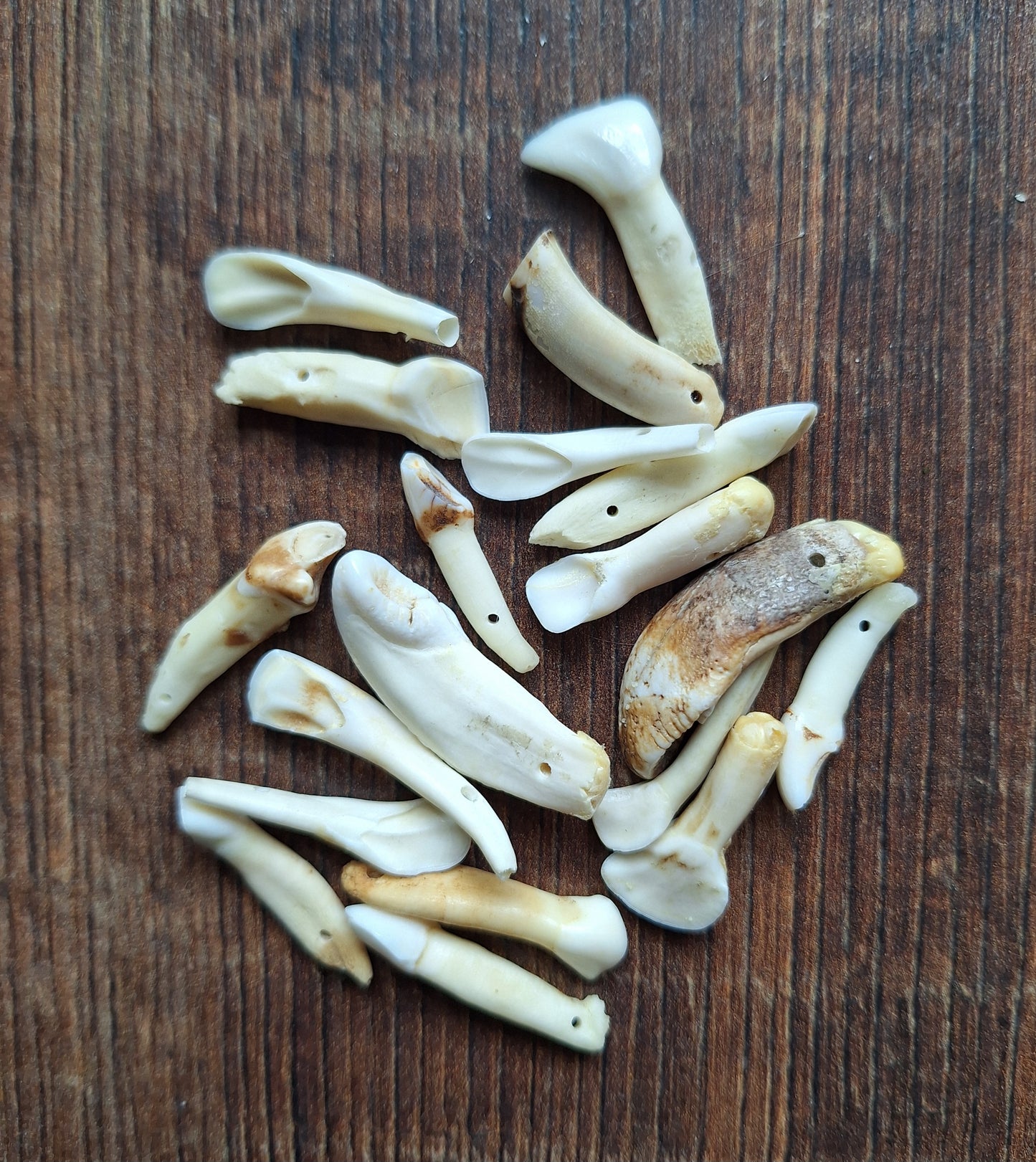 Cow teeth, crafting set