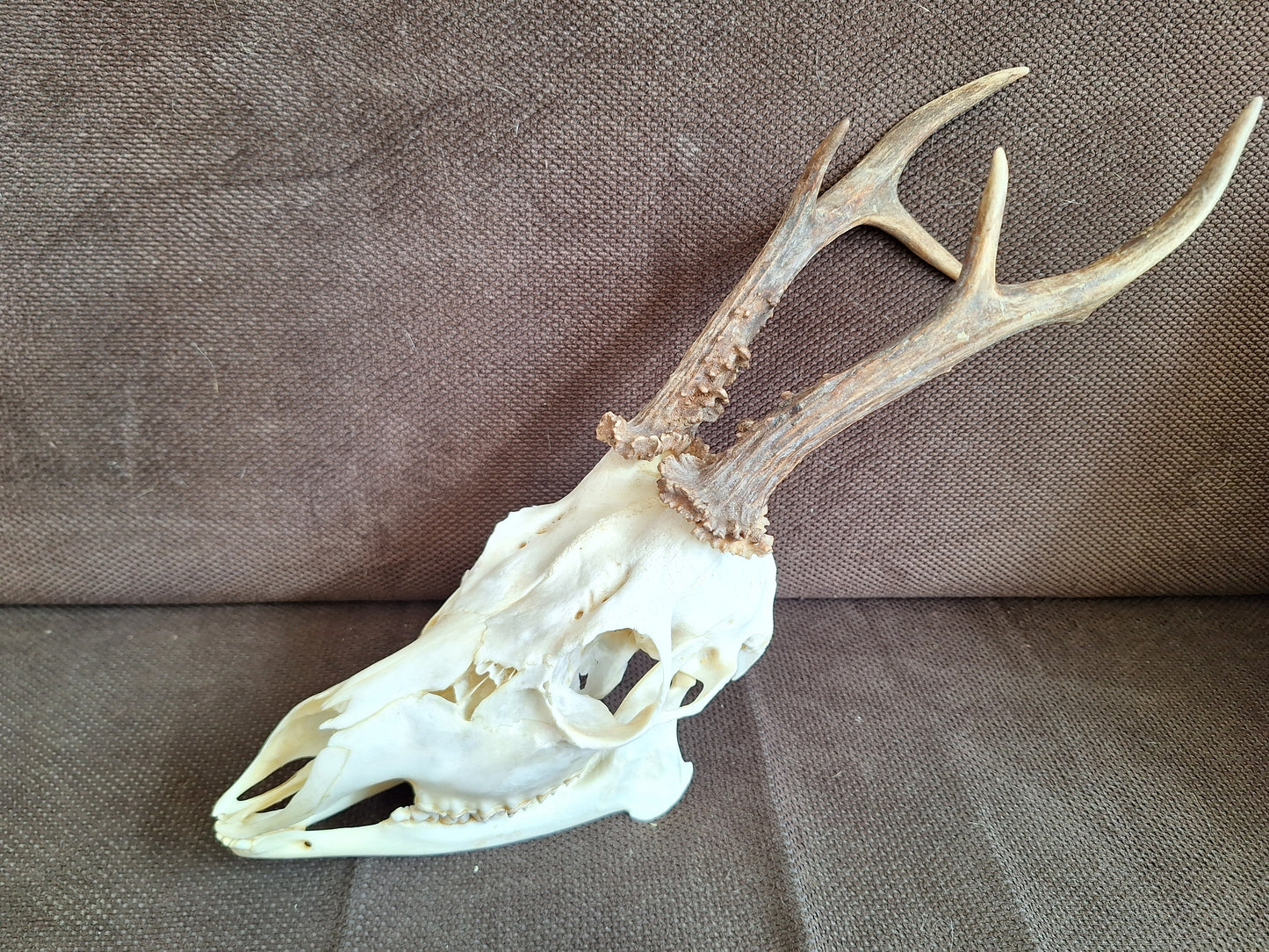 Roe buck skull #2