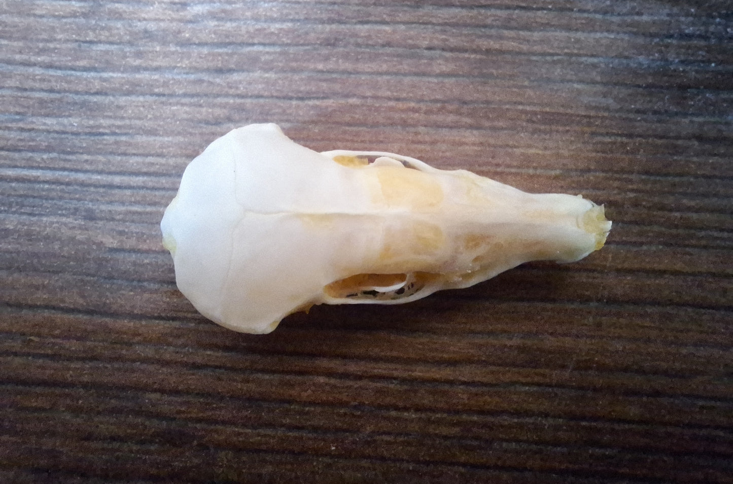 Mole skull and hide set