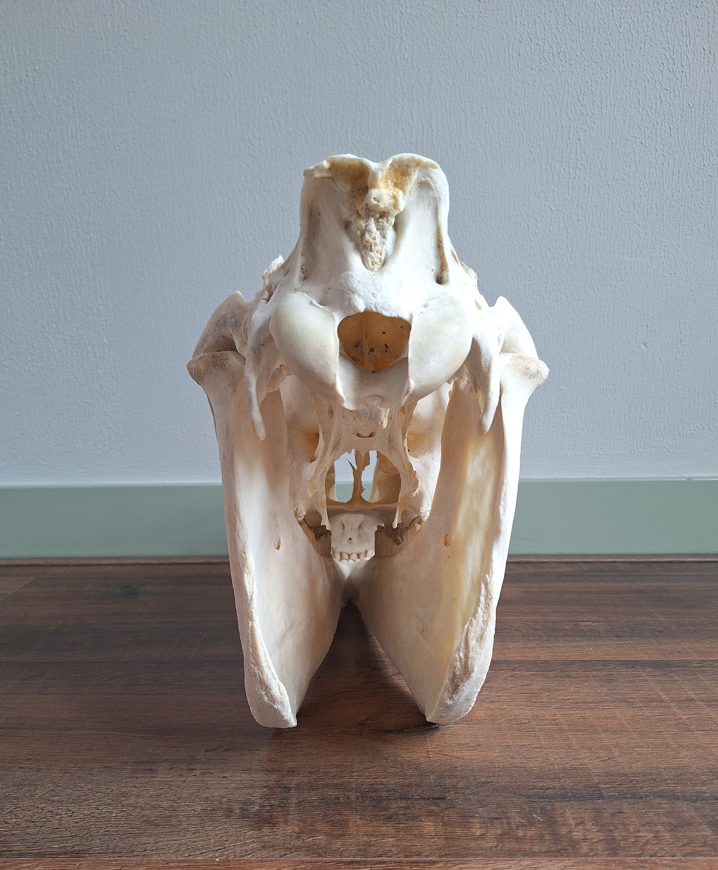 Horse skull