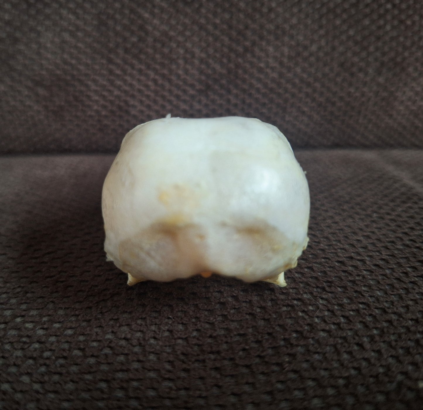 Crow skull #37