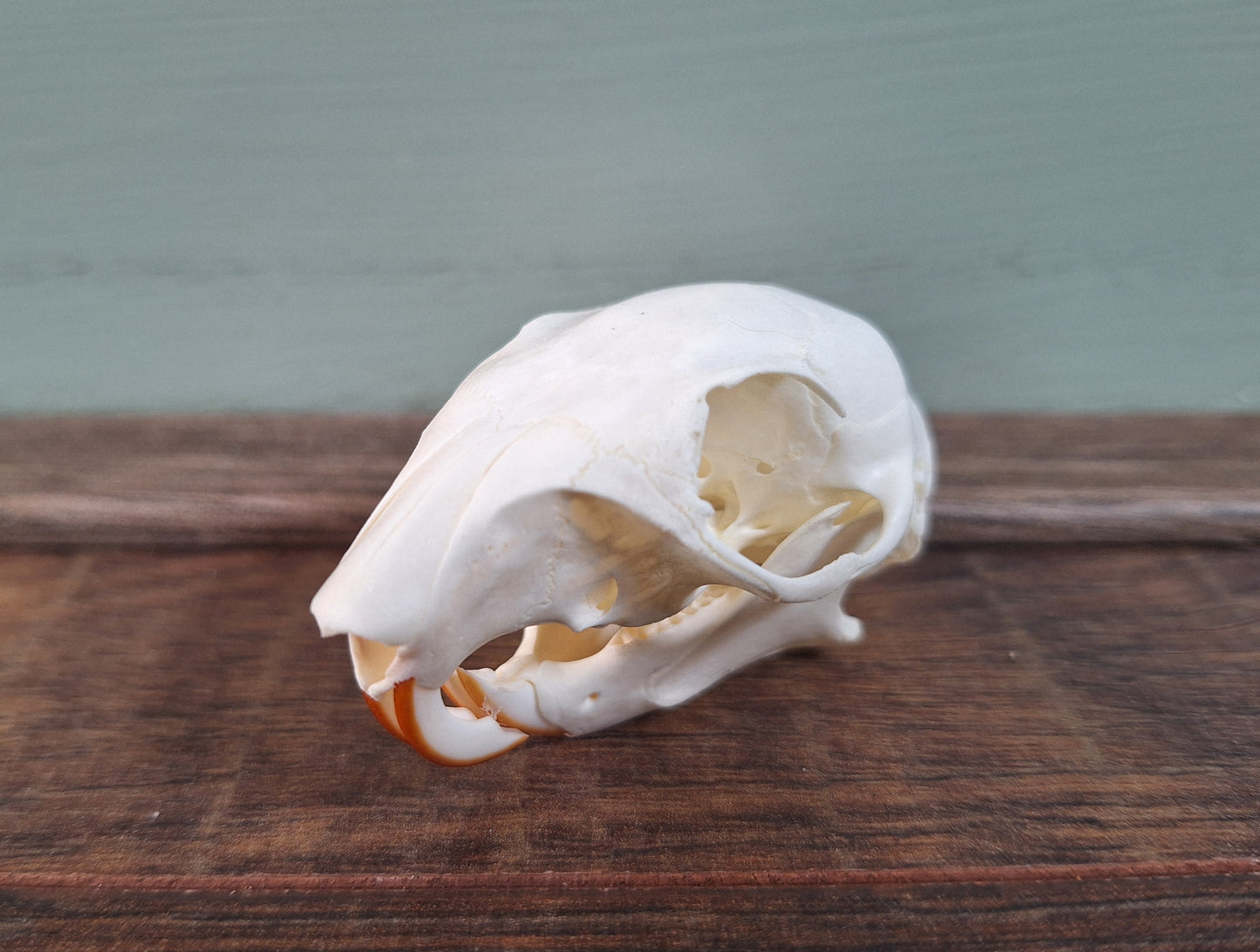 Gray squirrel skull