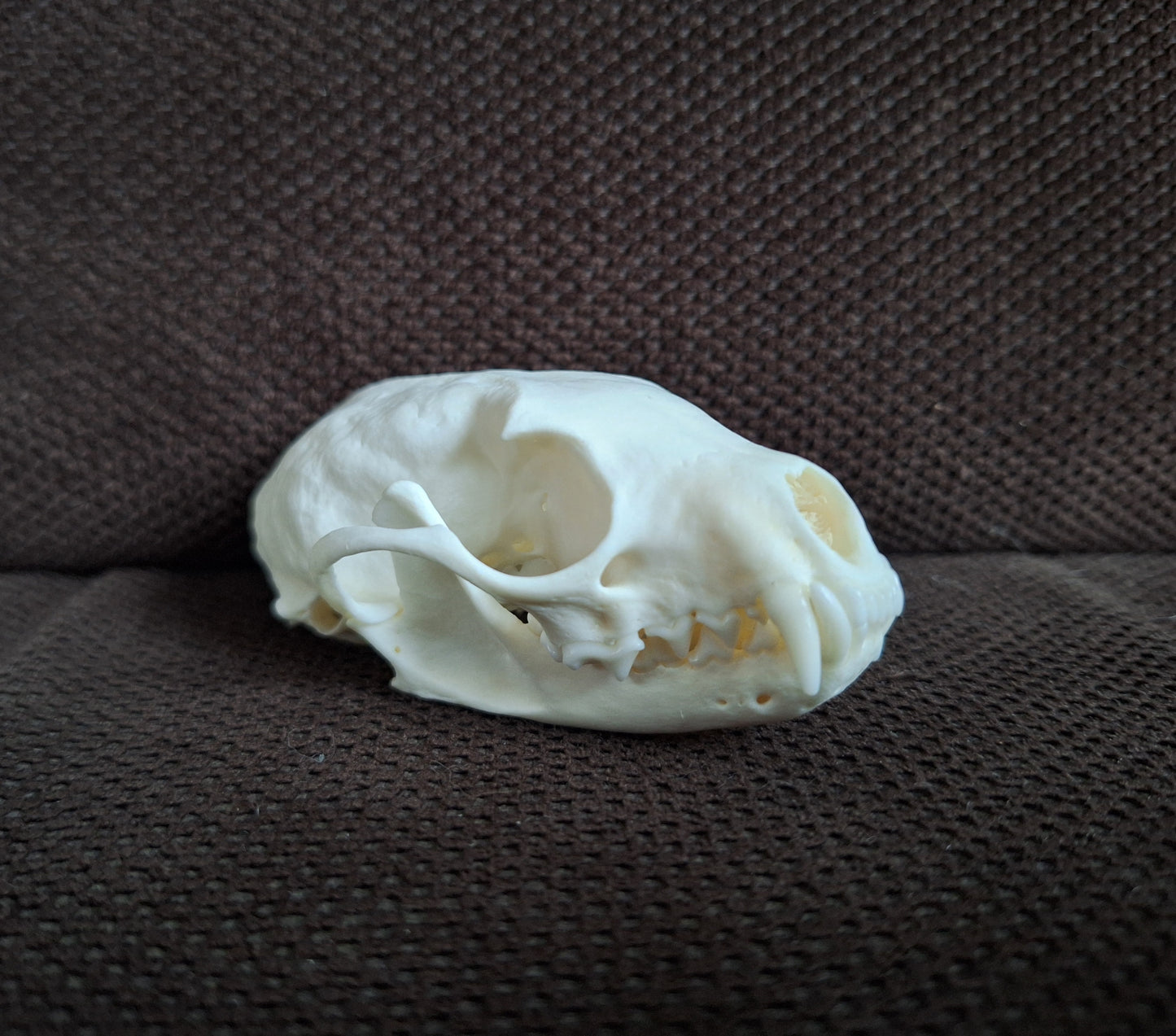 Stone marten skull #2