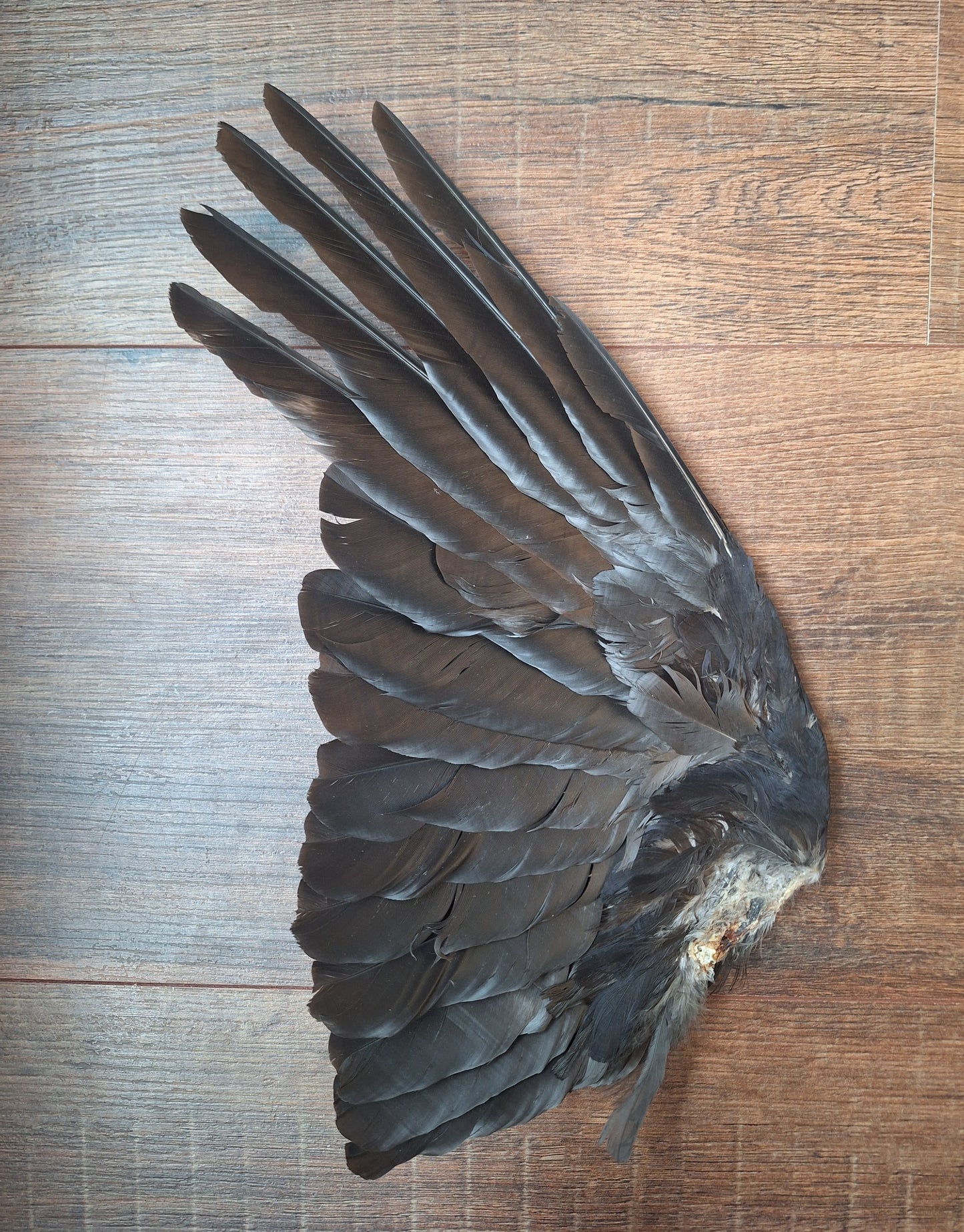 Crow single wing #47, B-quality