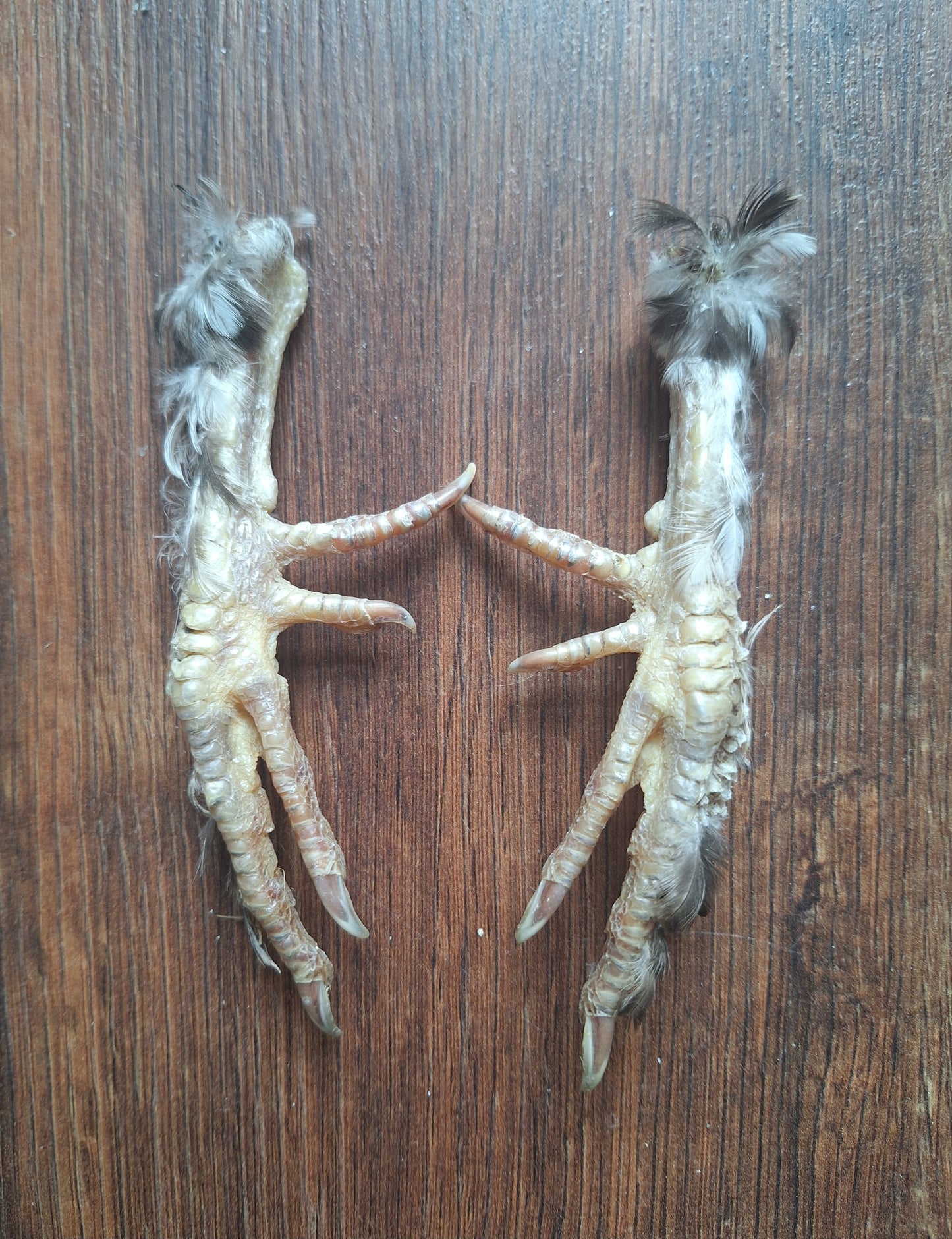 Silkie chicken lower legs, set of 2