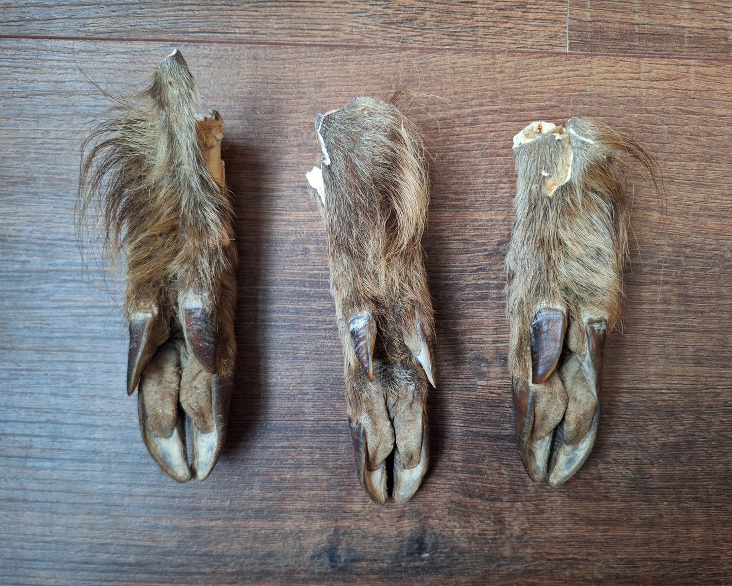 Wild boar lower legs